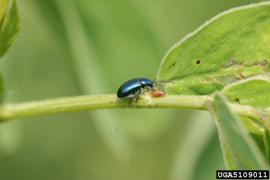 flea beetles (Altica spp. ) on sicklepod (Senna obtusifolia ) - 5109011