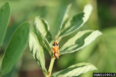 southern spragueia moth (Spragueia dama ) on sicklepod (Senna obtusifolia ) - 5109013