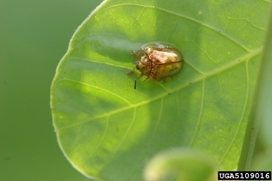 golden tortoise beetle (Charidotella sexpunctata ) on sicklepod (Senna obtusifolia ) - 5109016