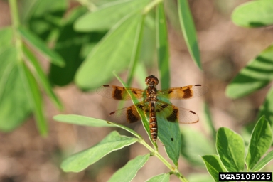 eastern amberwing (Perithemis tenera ) on sicklepod (Senna obtusifolia ) - 5109025