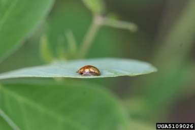 golden tortoise beetle (Charidotella sexpunctata ) on sicklepod (Senna obtusifolia ) - 5109026