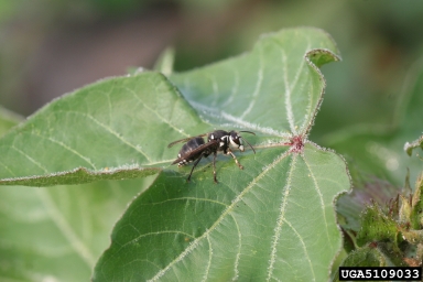 baldfaced hornet, Dolichovespula maculata  (Hymenoptera: Vespidae) - 5109033