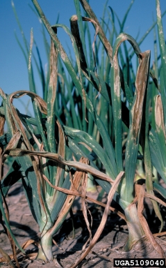 Xanthomonas leaf blight of onion (Xanthomonas axonopodis pv. allii) on onions (Allium spp. ) - 5109040