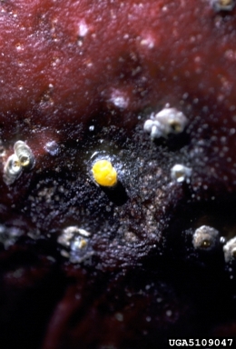 San Jose scale (Diaspidiotus perniciosus ) on nectarine (Prunus persica var. nucipersica) - 5109047