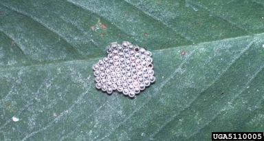 stink bugs (  ) on peanut (Arachis hypogaea ) - 5110005