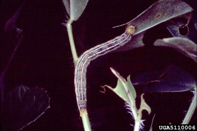 velvetbean caterpillar, Anticarsia gemmatalis  (Lepidoptera: Erebidae) - 5110006