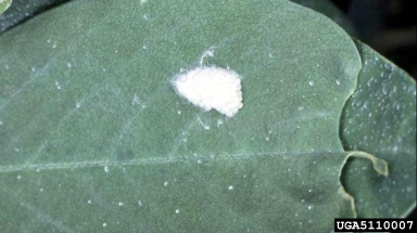 fall armyworm (Spodoptera frugiperda ) on peanut (Arachis hypogaea ) - 5110007