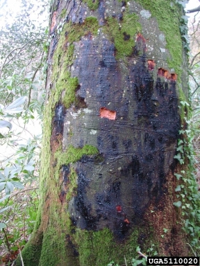 Phytophthora kernoviae (Phytophthora kernoviae ) on European beech (Fagus sylvatica ) - 5110020