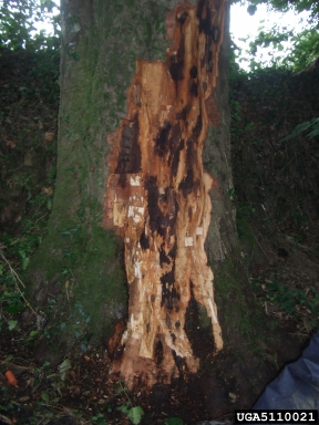 Phytophthora kernoviae (Phytophthora kernoviae ) on European beech (Fagus sylvatica ) - 5110021
