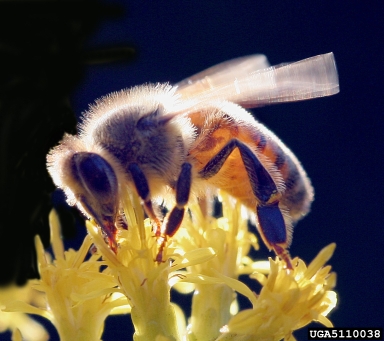 honey bee, Apis mellifera  (Hymenoptera: Apidae) - 5110038