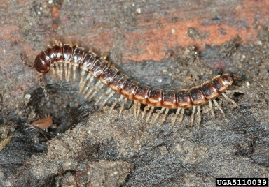 millipede,    (Polydesmida: Paradoxosomatidae) - 5110039