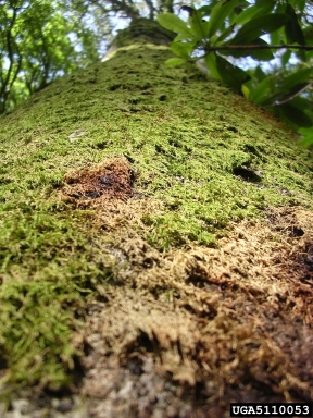 Phytophthora kernoviae (Phytophthora kernoviae ) on European beech (Fagus sylvatica ) - 5110053