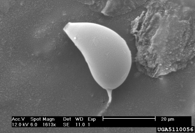 Phytophthora kernoviae, Phytophthora kernoviae  (Peronosporales: Peronosporaceae) - 5110056
