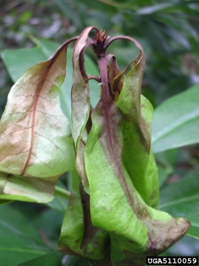 Phytophthora kernoviae (Phytophthora kernoviae ) on rhododendrons and azaleas (Rhododendron spp. ) - 5110059