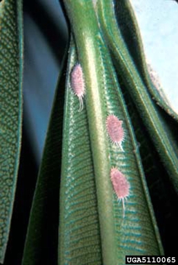obscure mealybug (Pseudococcus viburni ) on oleander (Nerium oleander ) - 5110065
