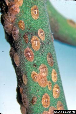 black scale (Saissetia oleae ) on oleander (Nerium oleander ) - 5110070