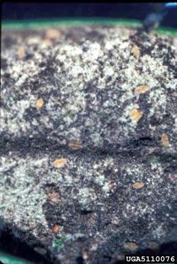 black scale (Saissetia oleae ) on olive (Olea spp. ) - 5110076