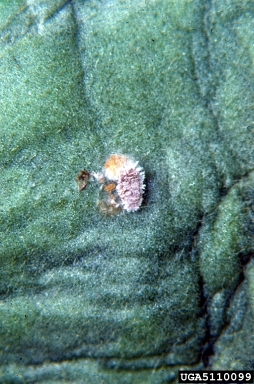 passionvine mealybug, Planococcus minor  (Hemiptera: Pseudococcidae) - 5110099