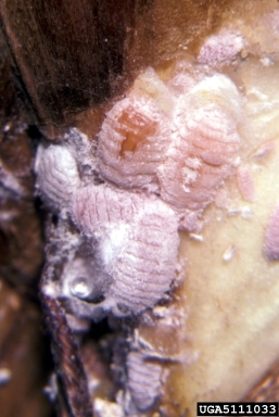 wax scales, Phenacoccus spp.  (Hemiptera: Pseudococcidae) - 5111033
