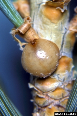 soft scales, Physokermes spp.  (Hemiptera: Coccidae) - 5111036