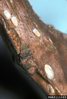 scale (Eriococcus pittospori ) on mirrorplant (Coprosma spp. ) - 5111065