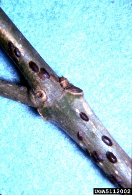 wax scale (Parthenolecanium pruinosum ) on ash (Fraxinus spp. ) - 5112002