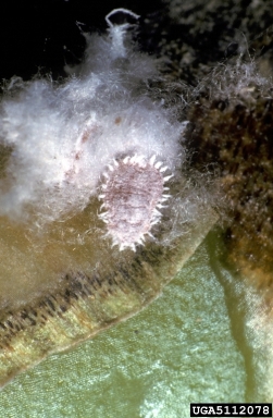 mealybugs, Pseudococcus spp.  (Hemiptera: Pseudococcidae) - 5112078
