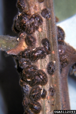 soft scale (Toumeyella quadrifasciatum ) on New Mexico locust (Robinia neomexicana ) - 5112093