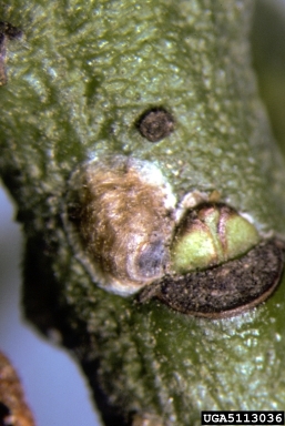 greedy scale (Hemiberlesia rapax ) on spindletree (Euonymus spp. ) - 5113036