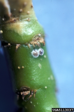 greedy scale, Hemiberlesia rapax  (Hemiptera: Diaspididae) - 5113037