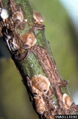 greedy scale (Hemiberlesia rapax ) on spindletree (Euonymus spp. ) - 5113040