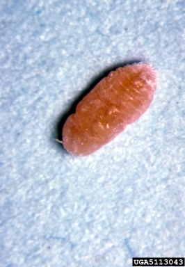 mealybug, Brevennia rehi  (Hemiptera: Pseudococcidae) - 5113043