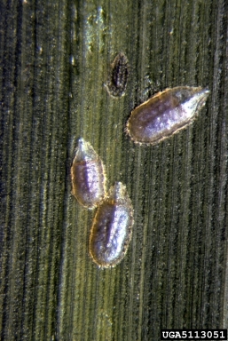 pit scales (Asterolecanium spp. ) on bamboo (Bambusa spp. ) - 5113051