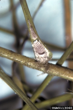 Bermuda grass mealybug (Chorizococcus rostellum ) on bermudagrass (Cynodon dactylon ) - 5113060