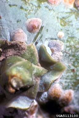armored scale (Cupressaspis shastae ) on juniper (Juniperus spp. ) - 5113100