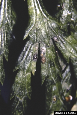 armored scale (Cupressaspis shastae ) on incense-cedar (Calocedrus decurrens ) - 5114001