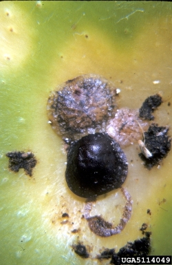 soft scales (Toumeyella spp. ) on Jewish plum (Spondias dulcis ) - 5114049