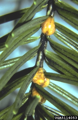 soft scale (Physokermes taxifoliae ) on Douglas-fir (Pseudotsuga menziesii ) - 5114053