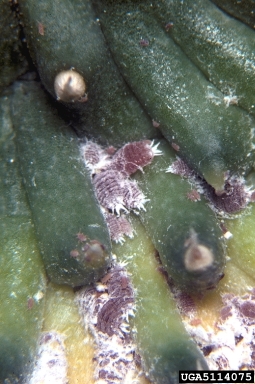 mealybug on Caralluma (Vryburgia trionymoides ) on Huernia (Huernia penzigii ) - 5114075