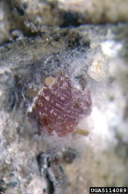 mealybugs, Scaptococcus spp.  (Hemiptera: Pseudococcidae) - 5114089