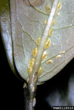 green scale (Coccus viridis ) on ixora (Ixora spp. ) - 5115010