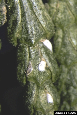 armored scale (Paracupidaspis wilkeyi ) on incense-cedar (Calocedrus decurrens ) - 5115026
