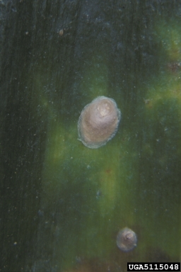 armored scale (Furchadaspis zamiae ) on cycad (Cycas spp. ) - 5115048