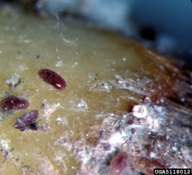 felt scale (Ovaticoccus agavium ) on agave (Agave spp. ) - 5118012