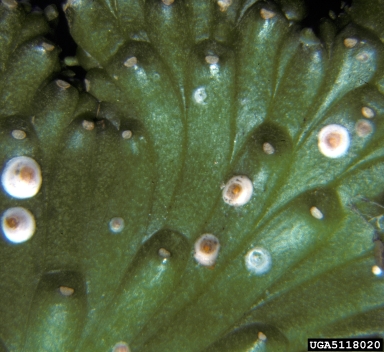 armored scale (Selenaspidus albus ) on spurge (Euphorbia spp. ) - 5118020