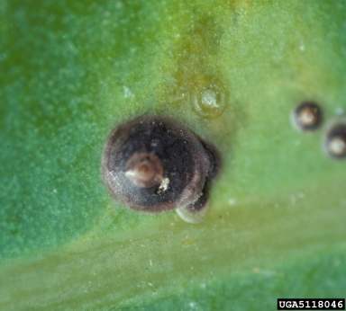 Florida red scale (Chrysomphalus aonidum ) on schefflera (Schefflera spp. ) - 5118046