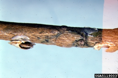 mining scale (Howardia biclavis ) on weeping fig (Ficus benjamina ) - 5119003