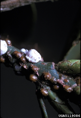 soft scale, Ceroplastes ceriferus  (Hemiptera: Coccidae) - 5119086