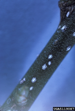 soft scale (Ceroplastes ceriferus ) on spindletree (Euonymus spp. ) - 5119087