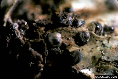 armored scale (Melanaspis coccolobae ) on coccoloba (Coccoloba spp. ) - 5120024